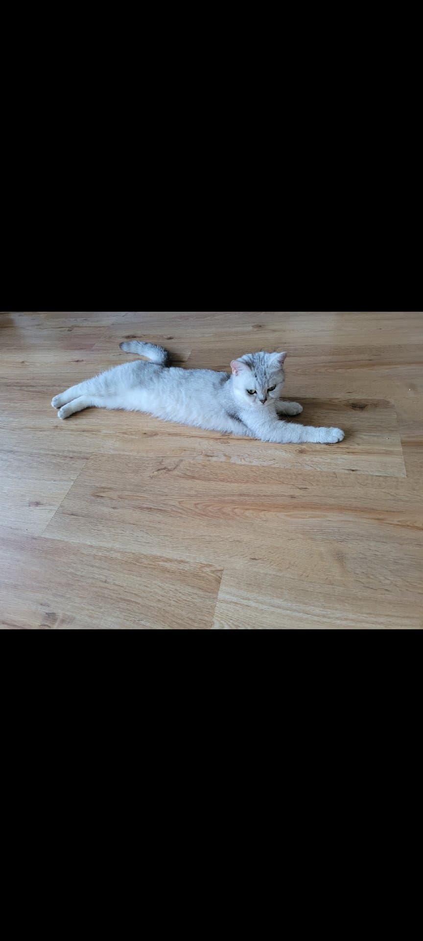 고양이 3주 정도 맡아주실 분을 찾습니다!